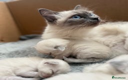 Ragdoll cats for sale: Ragdoll Kittens  - Image 1