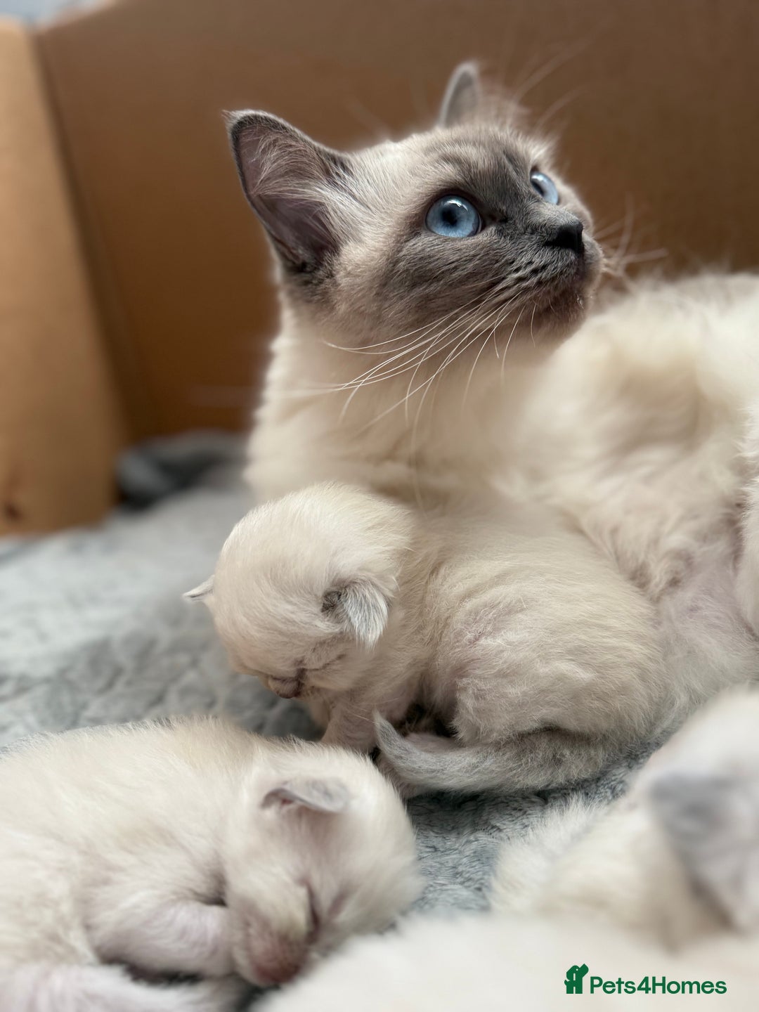 Ragdoll cats for sale: Ragdoll Kittens  - Image 1