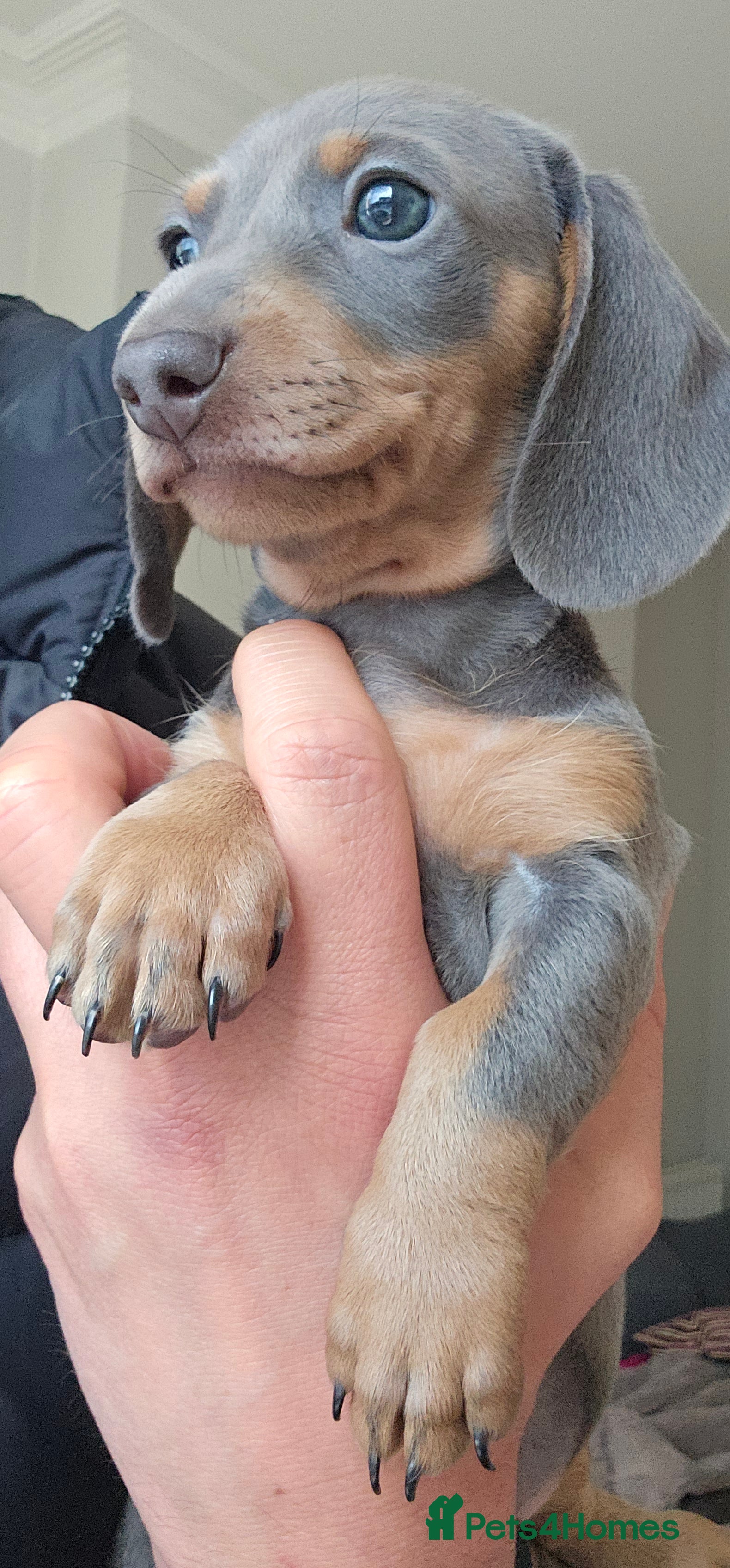 Miniature Dachshund dogs 🏆 READY NOW!!! 🏆 Champion Line Blue and Tan Pups - Advert 10
