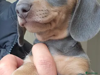 Miniature Dachshund dogs 🏆 READY NOW!!! 🏆 Champion Line Blue and Tan Pups - Advert 10