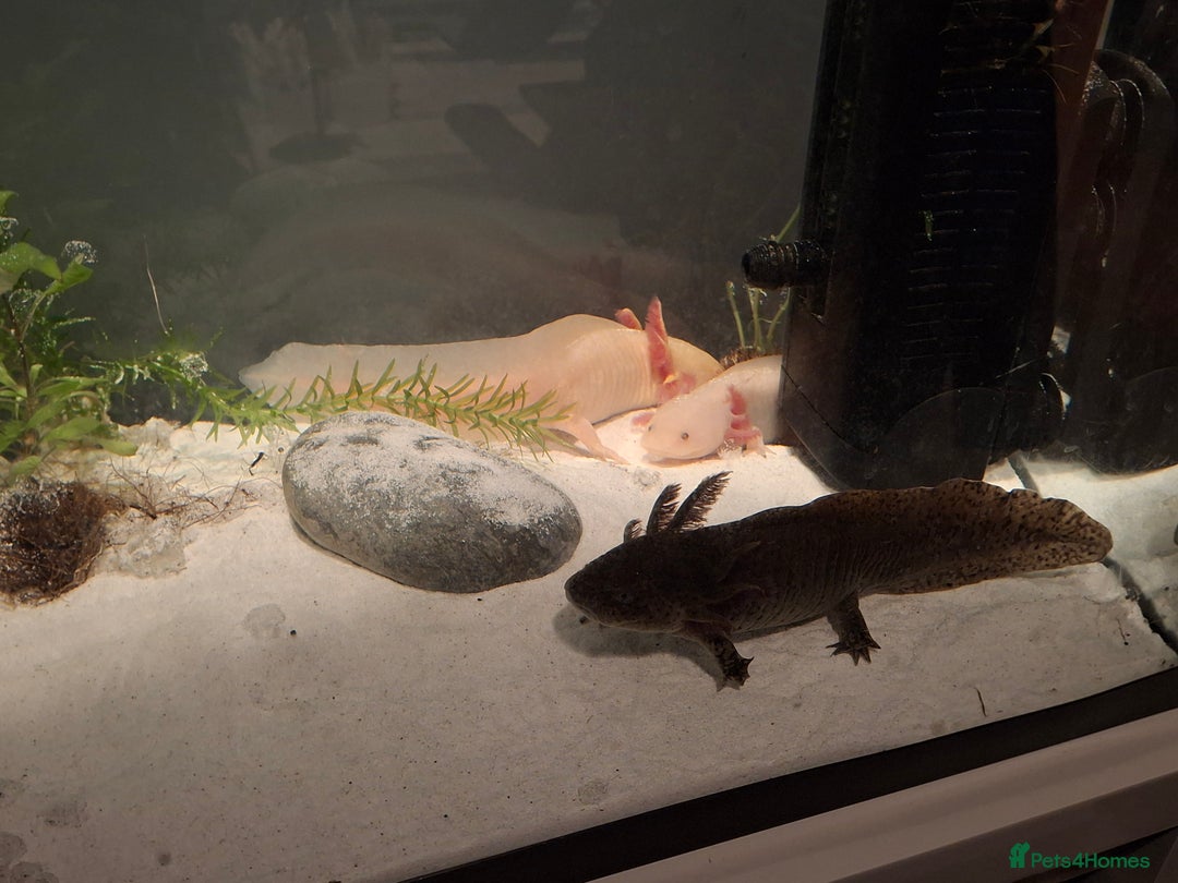 Mixed Breed invertebrates for sale: Axolotls Newly hatched - Advert 10