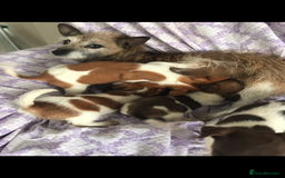 Mixed Breed dogs for sale: Jack Russell terrier puppies  - Image 3