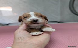 Cockapoo dogs for sale: Stunning red and golden F1 female cockapoo puppies - Image 10