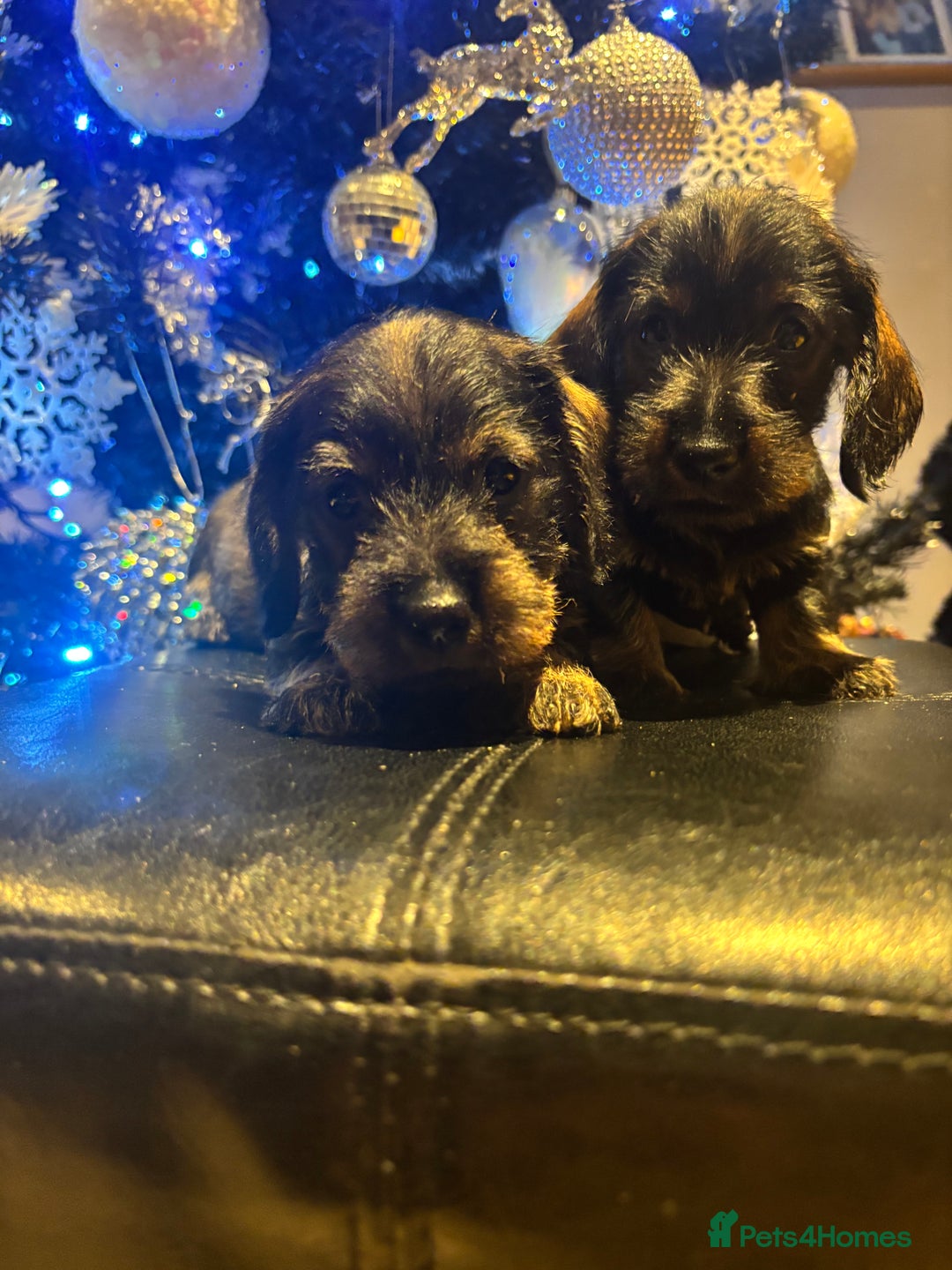 Miniature Dachshund dogs for sale: Wire Haired Dachshunds  - Advert 5
