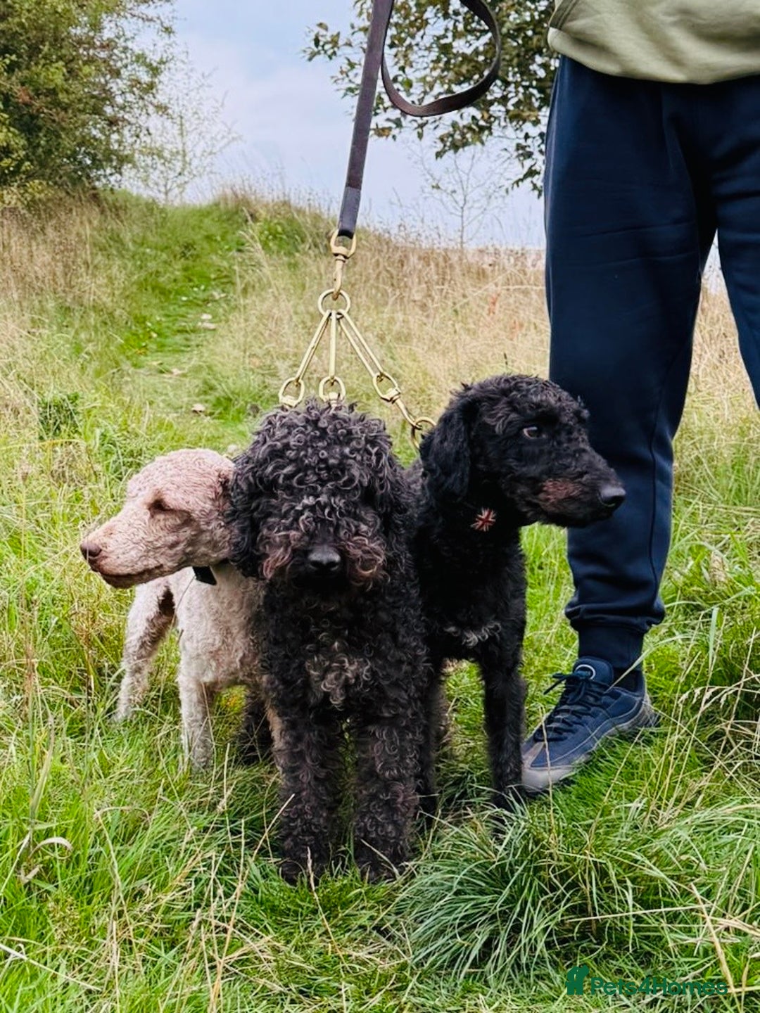 Bedlington Terrier dogs for stud: KC Reg’d Bedlington Terrier at Stud - Advert 7