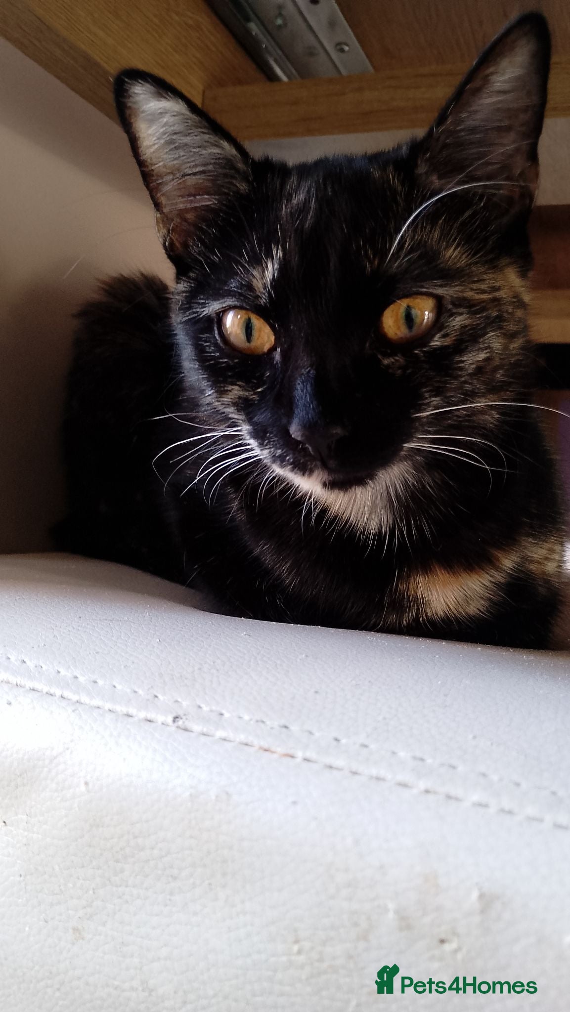 Mixed Breed cats 2 kittens, brother and sister. 7 months old.  - Advert 18