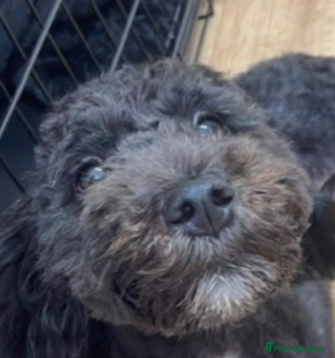 Cockapoo dogs for sale: Beautiful F1B cockapoo puppies - Advert 15
