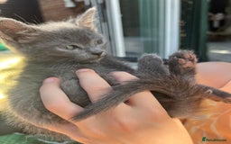 British Shorthair cats for sale: British short hair Mix - Image 2