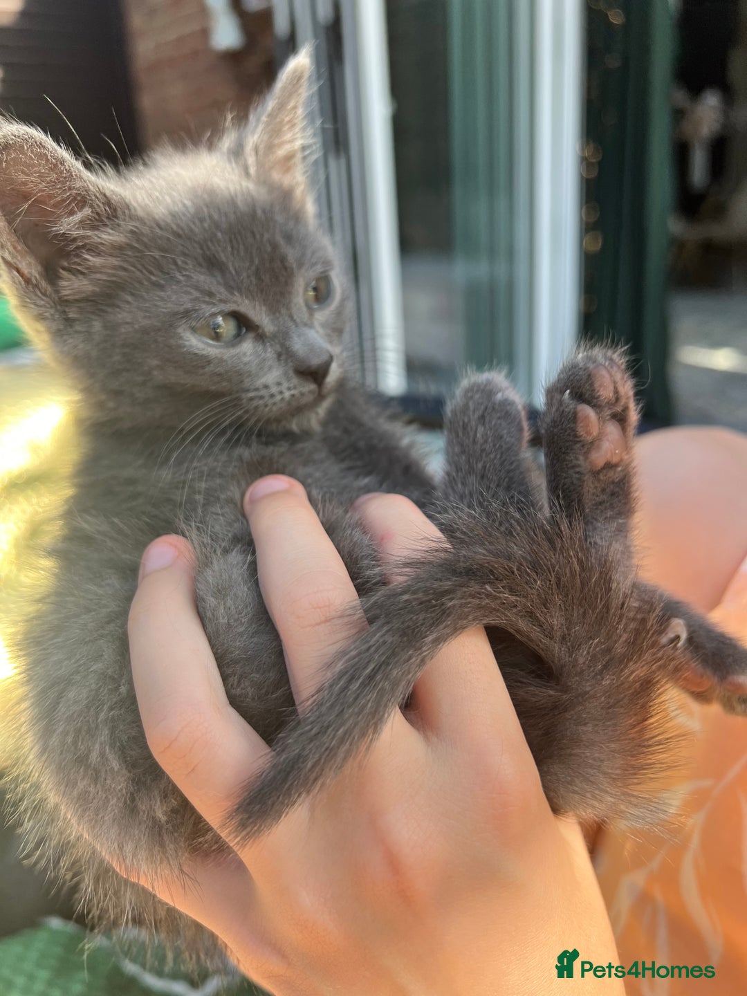 British Shorthair cats for sale: British short hair Mix - Image 2