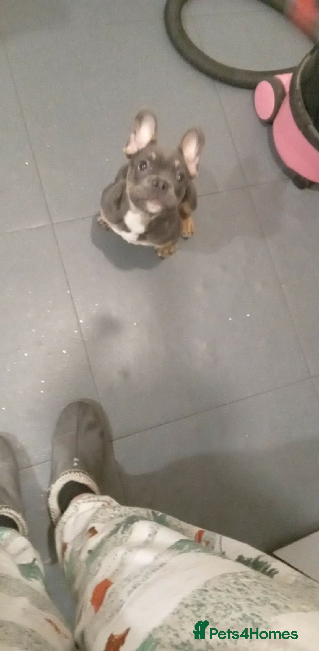 French Bulldog dogs for sale: Full bloodline French bulldog for rehome  - Advert 6