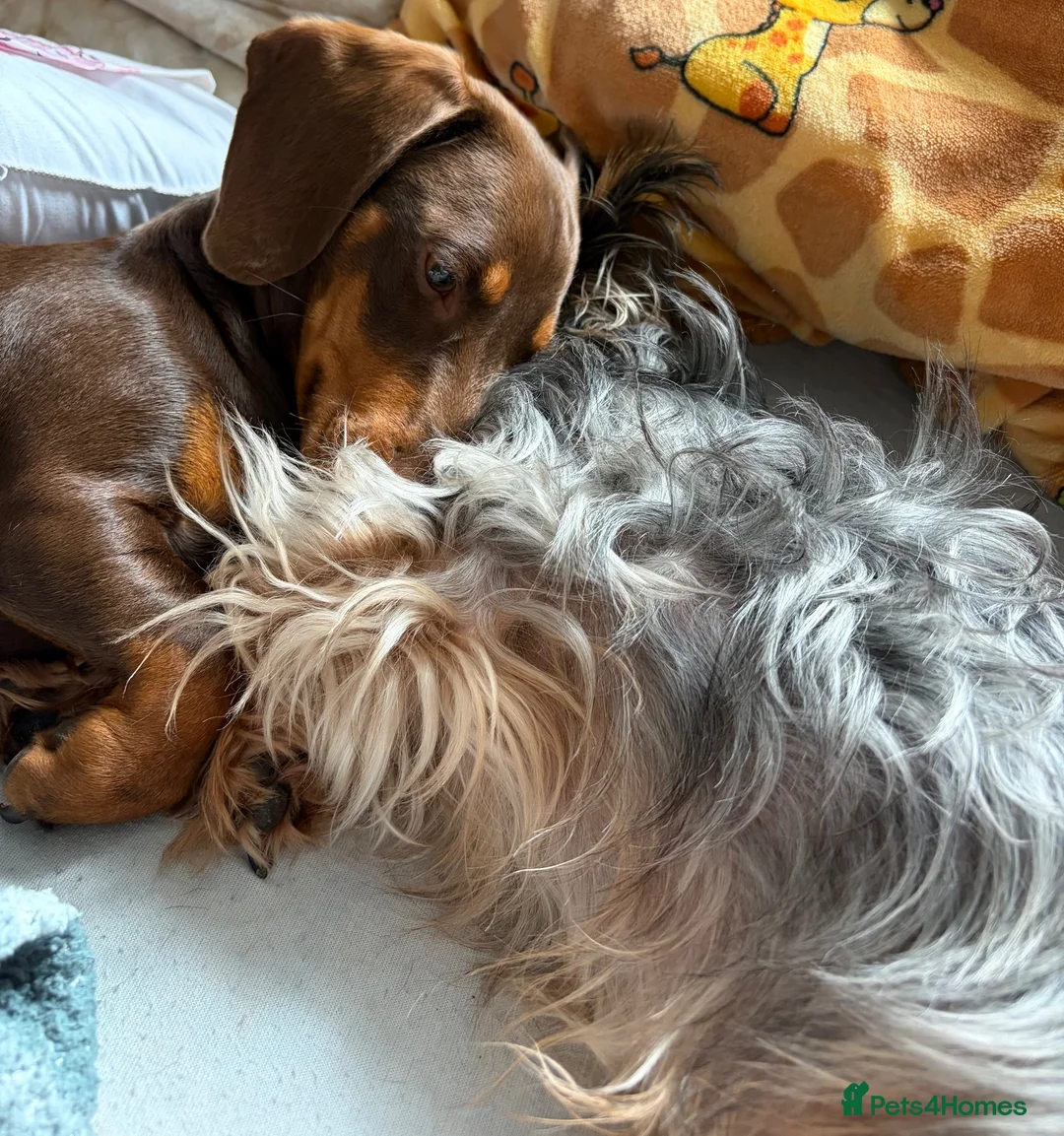 Dachshund dogs for sale: URGENT rehoming for 11 month Sausage dog - Advert 2