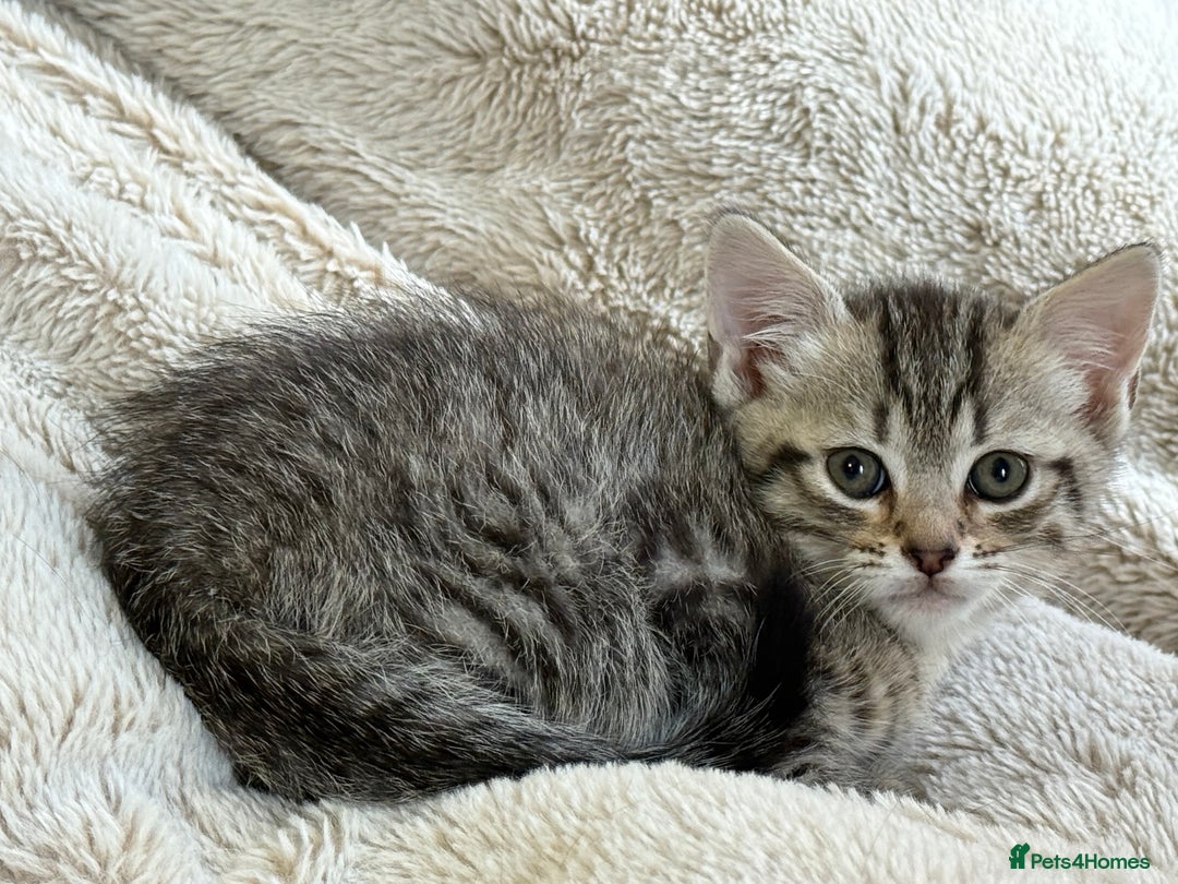 Mixed Breed cats for sale: 4 Healthy Adorable Fluffy Tabby Kittens 🐱💕💘 - Advert 6