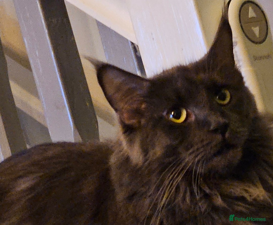 Maine Coon cats for sale: GCCF Maine coon litter  - Advert 2