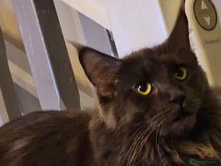 Maine Coon cats GCCF registered Blue Maine coon litter - Advert 6