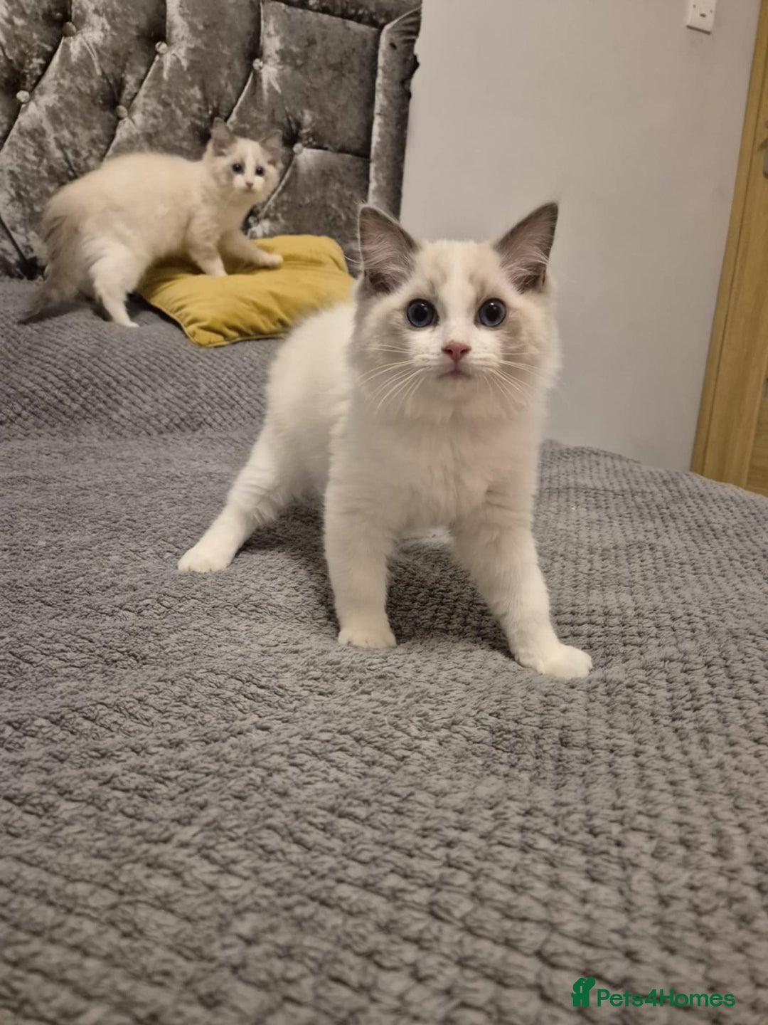 Ragdoll cats for sale: 1 Male Tica Registered Available. Ready Now - Advert 14