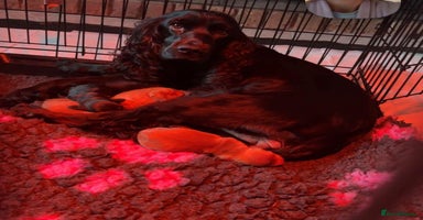 Cocker Spaniel dogs FTCH KC Reg DNA tested cocker spaniel puppies - Advert 2