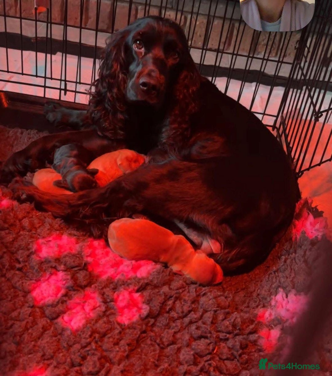 Cocker Spaniel dogs for sale: Beautiful DNA tested cocker spaniel puppies - Advert 3