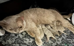 British Shorthair cats for sale: Absolutely stunning TICA registered kittens  - Image 2