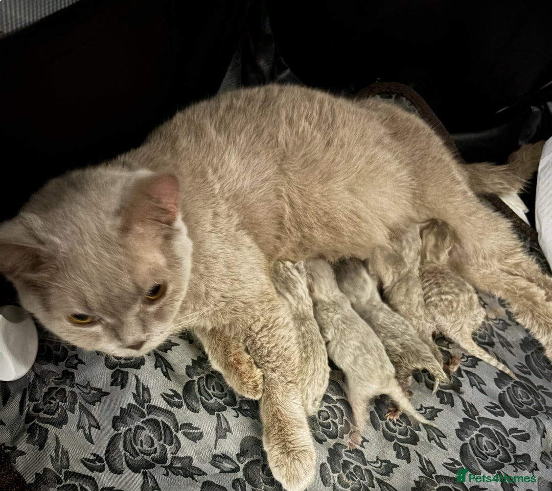 British Shorthair cats for sale: Absolutely stunning TICA registered kittens  - Image 2