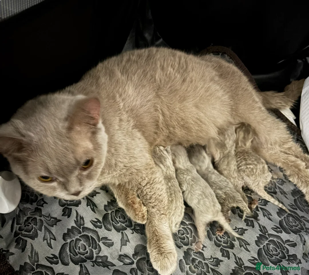 British Shorthair cats for sale: Stunning BSH kittens READY NOW COLLECT TODAY - Advert 4