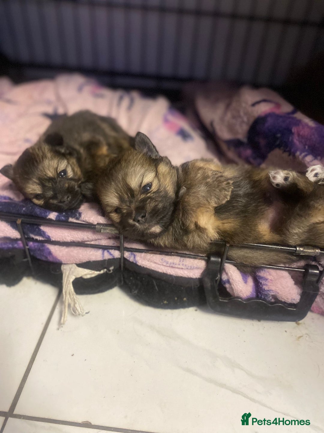 Mixed Breed dogs for sale: Tiny  **  Yorkiepom boy READY NOW  - Advert 10