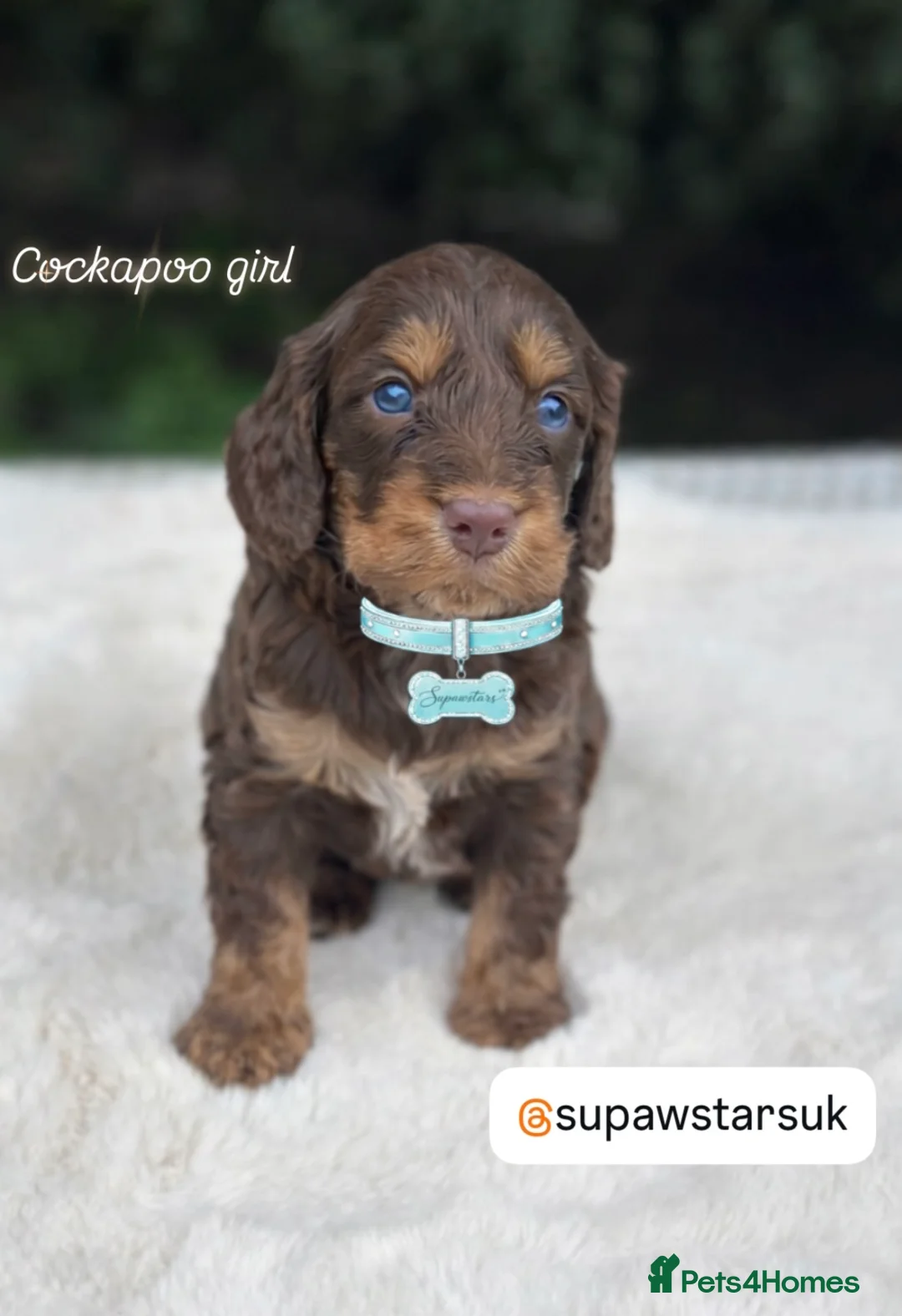 Cockapoo dogs for sale: Fabulous F1 cockapoos  in Doncaster - Advert 14