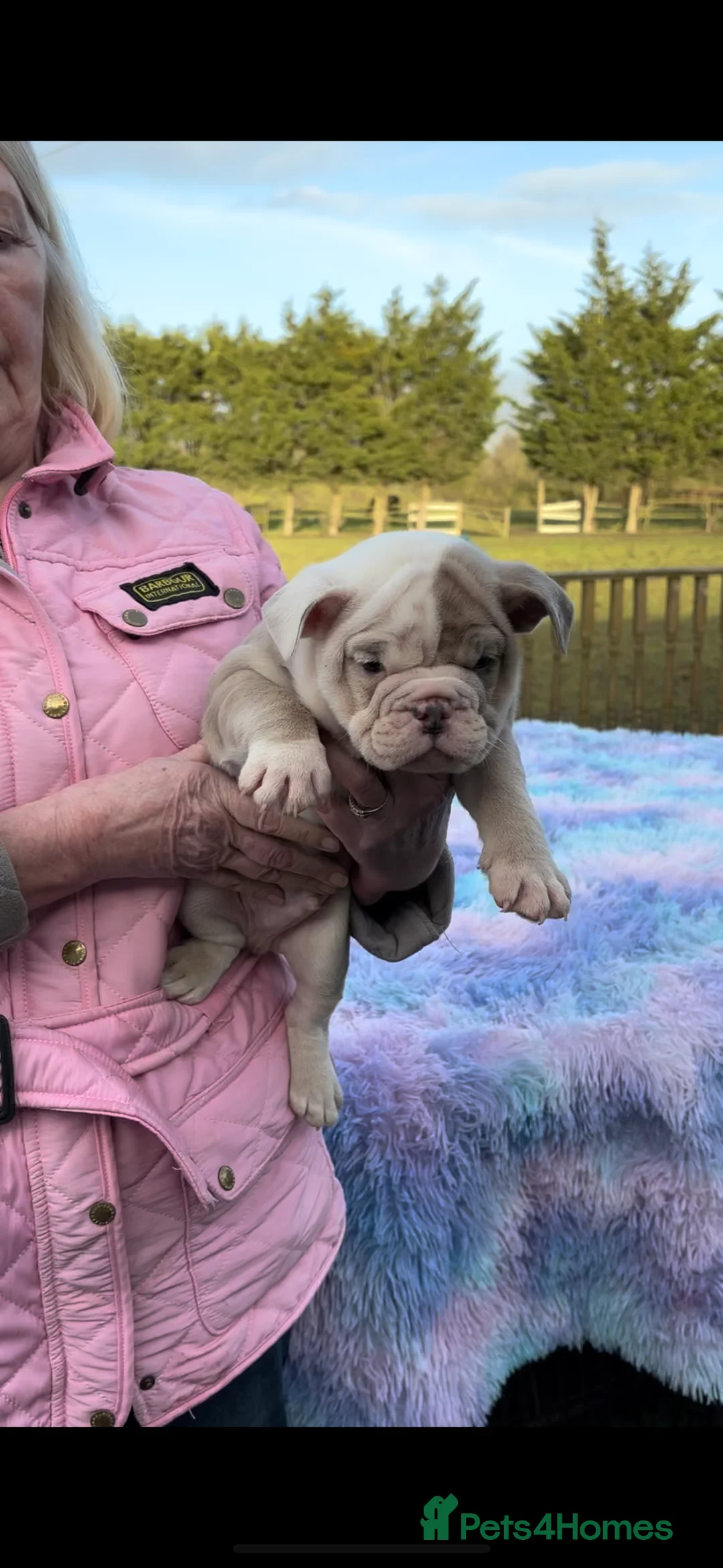 English Bulldog dogs for sale: English bulldog  - Advert 15