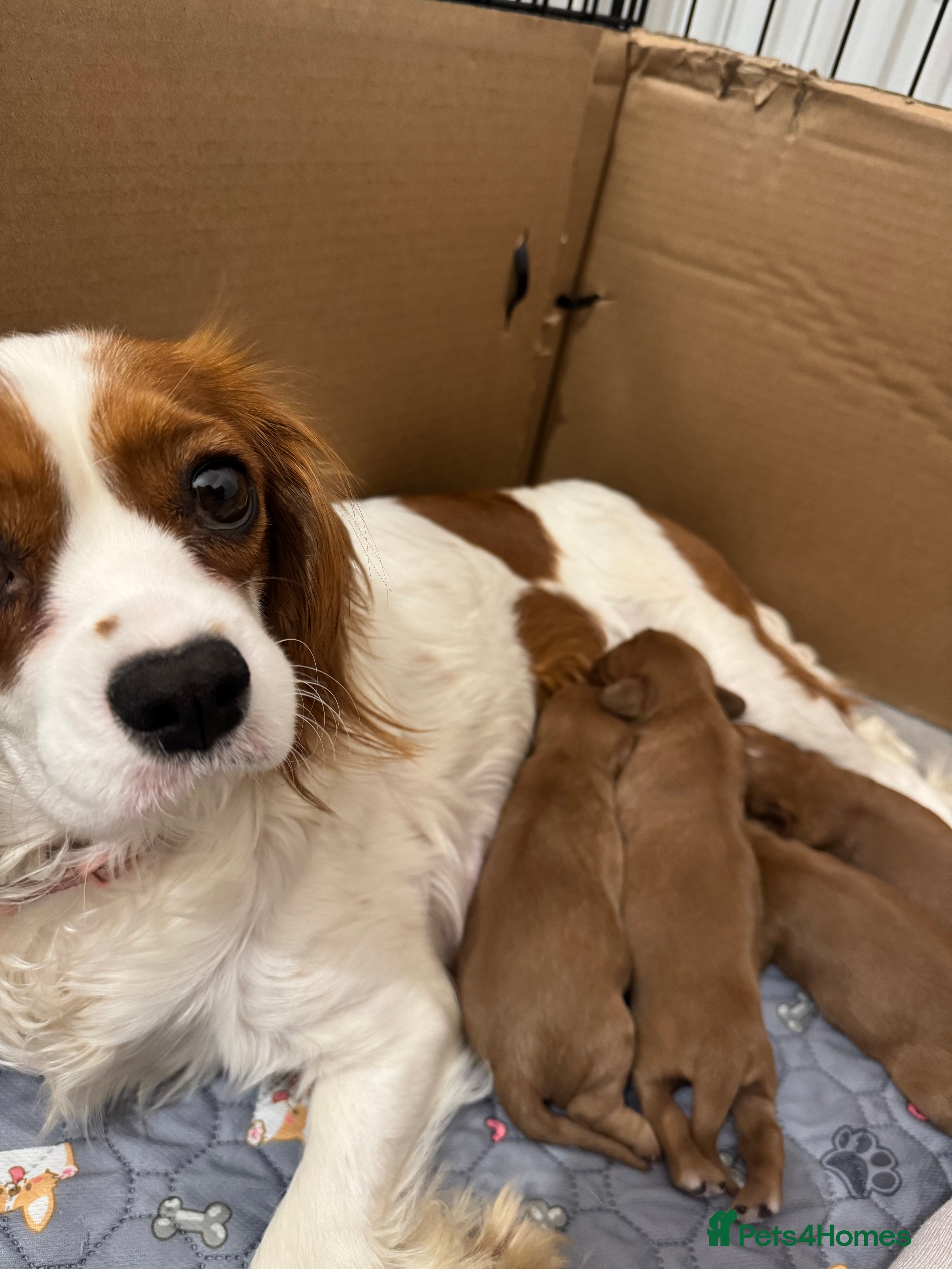 Cavalier King Charles Spaniel dogs ✨Stunning Ruby Cavalier King Charles Spaniel Pups✨ - Advert 10