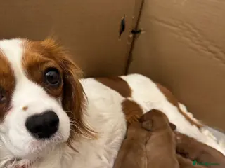 Cavalier King Charles Spaniel dogs ✨Stunning Ruby Cavalier King Charles Spaniel Pups✨ - Advert 10