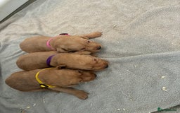 Labrador Retriever dogs for sale: 9 kc Labrador pups  - Image 4