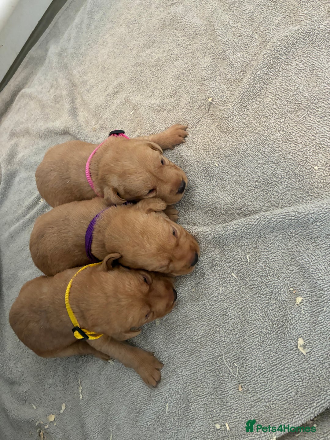 Labrador Retriever dogs for sale: 9 kc Labrador pups  - Image 4