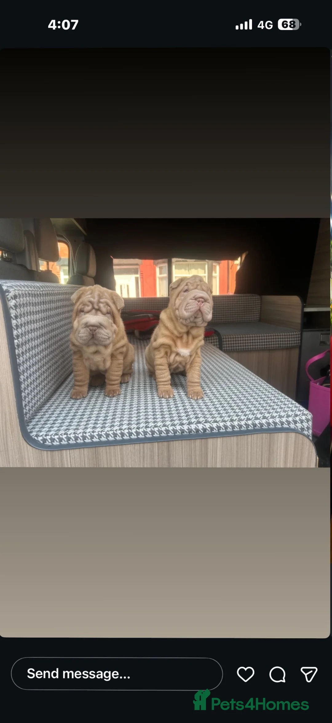 Shar Pei dogs for sale: beautiful shar pei girl  - Advert 2