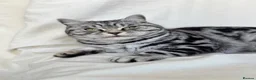 British Shorthair cats for sale: • Retired Pedigree Silver Tabby BSH Queen • - Advert 10