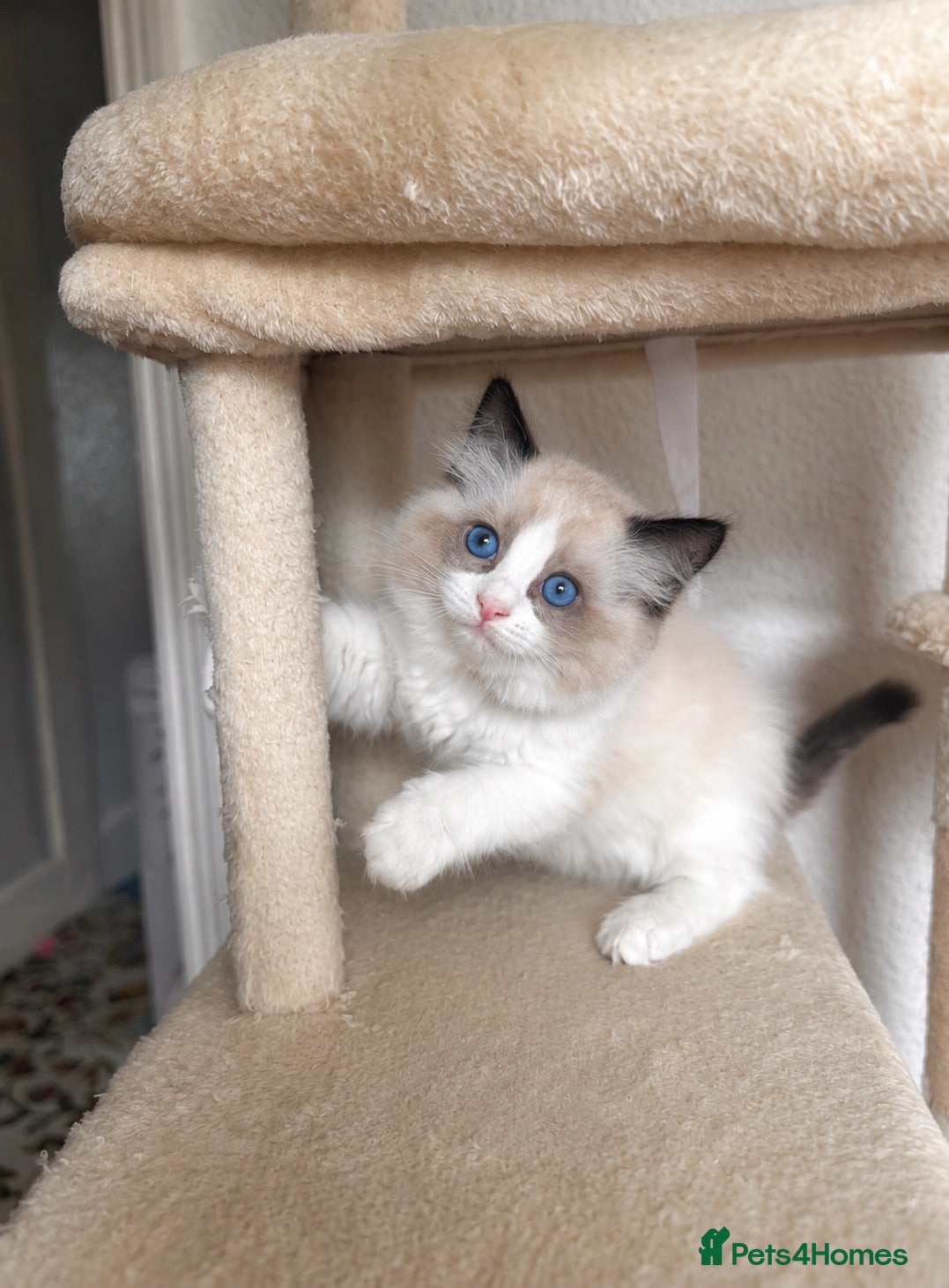 Ragdoll cats Ready Tomorrow 31/8 After Full Course Of Vaccines. - Advert 1