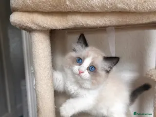 Ragdoll cats Ready Tomorrow 31/8 After Full Course Of Vaccines. - Advert 3