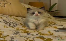 Ragdoll cats for sale: Stunning Ragdoll Males - Image 1