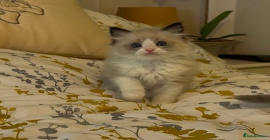Ragdoll cats LAST Stunning Ragdoll Male - Advert 10