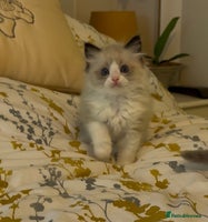 Ragdoll cats LAST Stunning Ragdoll Male - Advert 1