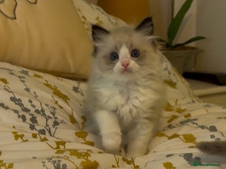 Ragdoll cats for sale - Advert 1