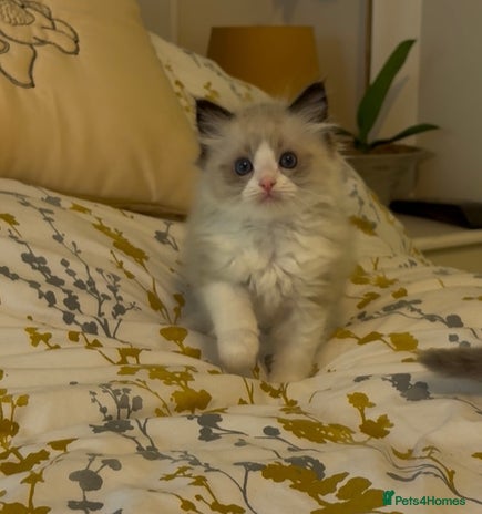 Ragdoll cats - Advert 2