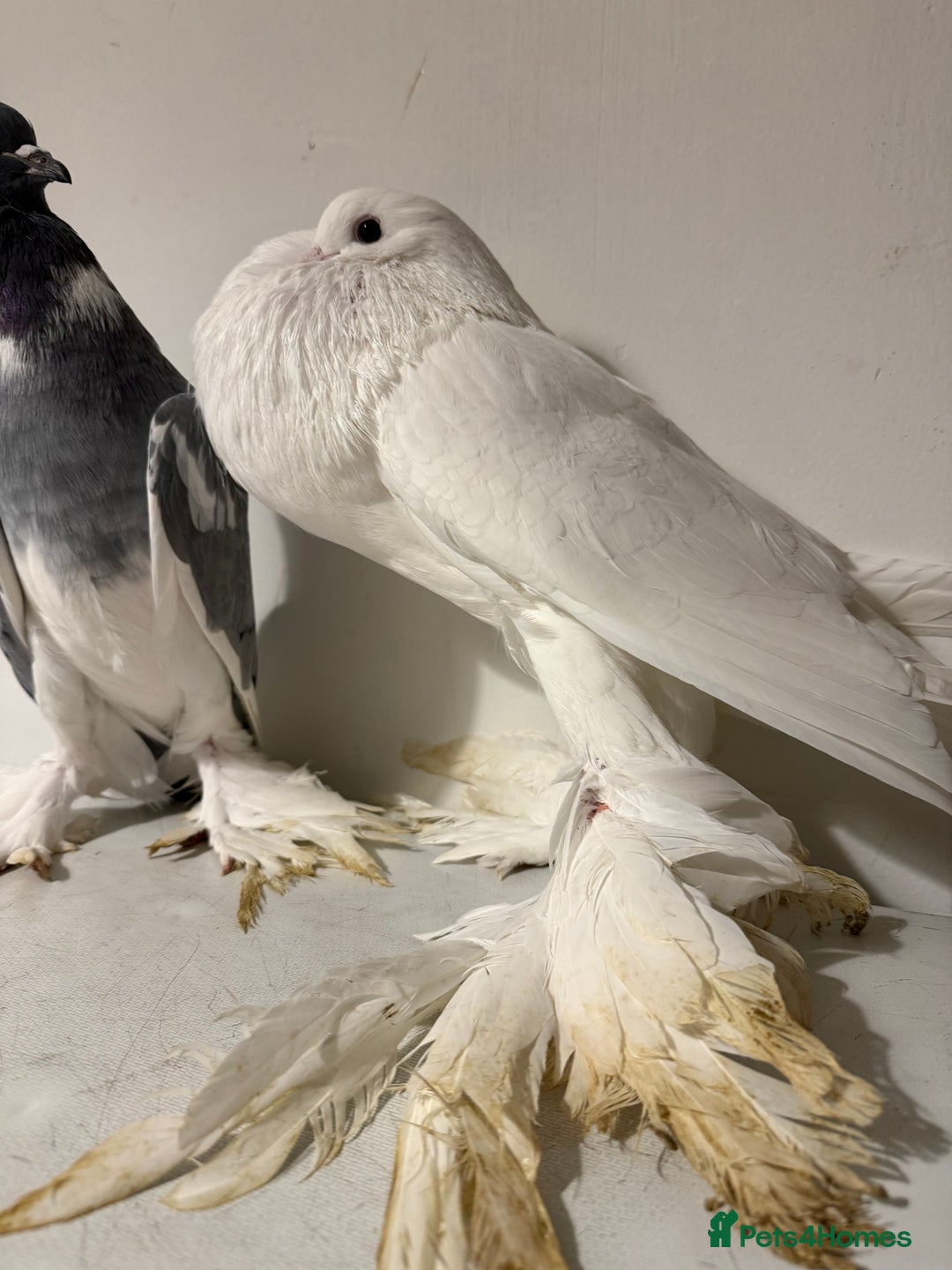 Pigeons birds for sale: Fancy birds  - Advert 4