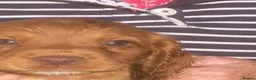 Cocker Spaniel dogs for sale: Exceptional Cocker Spaniel Puppies  - Advert 8