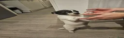 Jack Chi dogs for sale: Dog chihuahua  - Advert 1
