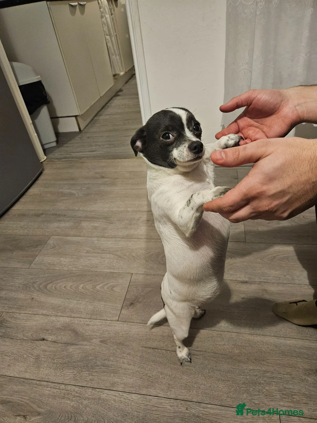 Jack Chi dogs for sale: Dog chihuahua  - Advert 1