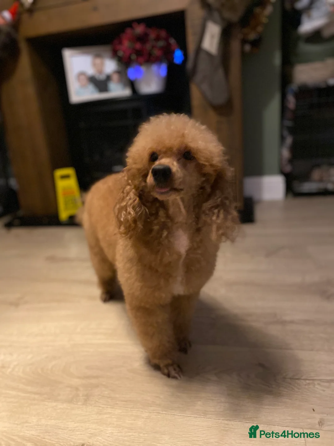 Cavapoo dogs for stud: RED TOY POODLE in Mansfield - Advert 3