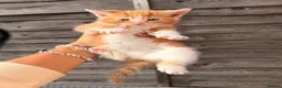 Mixed Breed cats for sale: 🐾GORGEOUS KITTENS LOOKING FOR THEIR 4EVER HOMES🐾 in Braintree - Advert 10