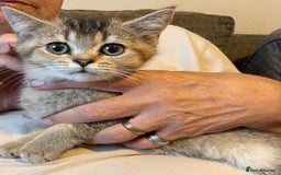 British Shorthair cats for sale: Golden brown tabby and silver  - Image 13