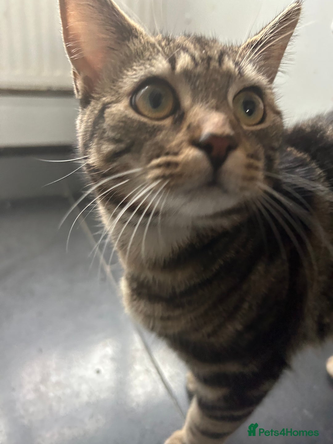 Bengal cats for sale: 5 month old tabby - Image 4