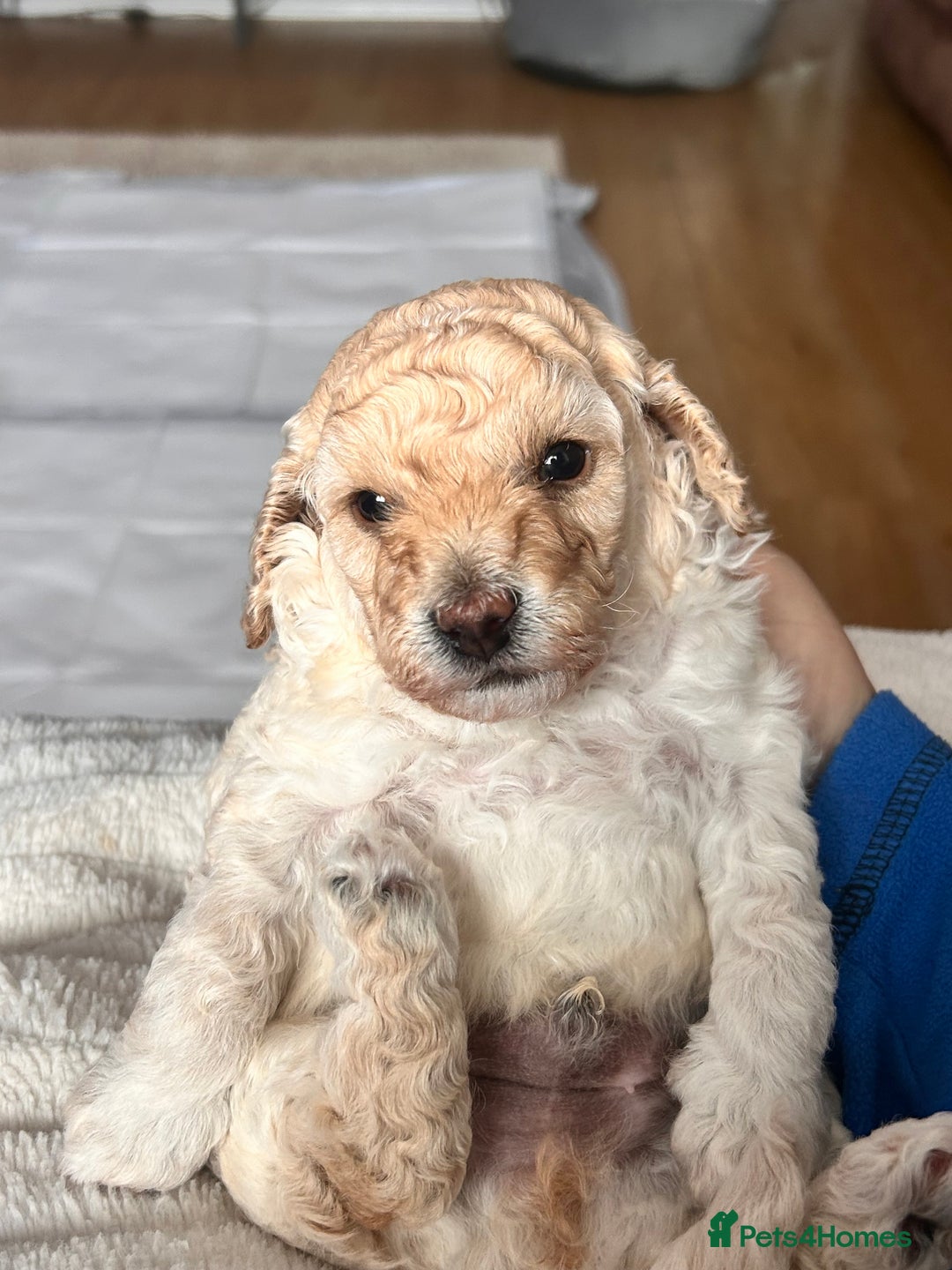 Cockapoo dogs for sale: Adorable F1B Cockapoo Puppies ready 6th November - Image 6