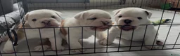 English Bulldog dogs for sale: English Bulldog pups  in Belfast - Advert 10